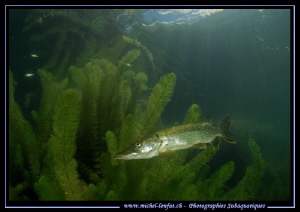 King Pike Fish taking a rest... :O)... by Michel Lonfat 
